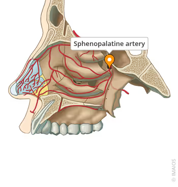 <p>Name the artery</p>