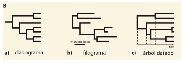 <ul><li><p><strong>Cladogramas: </strong>establece las relaciones entre uno y otro.</p></li></ul><ul><li><p><strong>Filograma: </strong>muestra el cambio que ha habido. No terminan todos en el mismo sitio, cuando terminan cambios se acaba.</p></li></ul><ul><li><p><strong>Árbol datado: </strong>escala temporal, con edad.</p></li></ul><p></p>