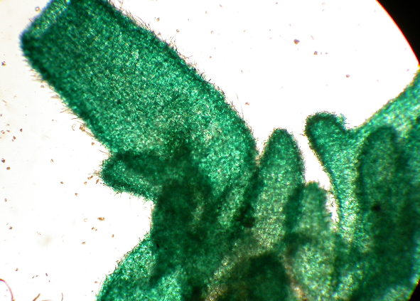 <p>What are these? Function?</p>