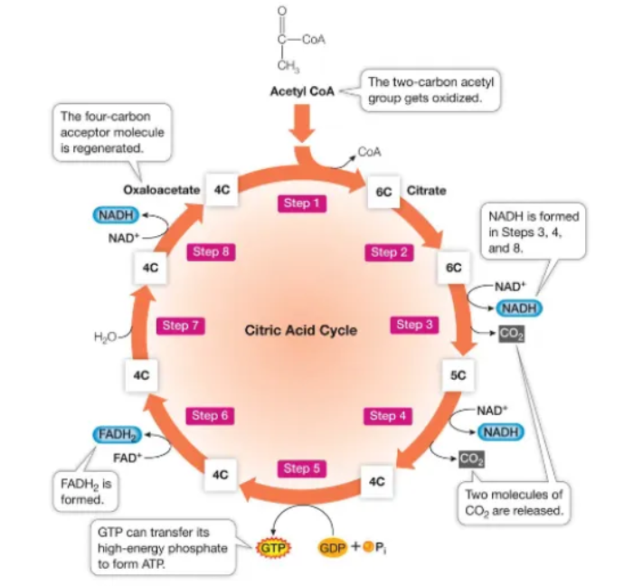 <p>Oxidation of acetylCoA within 8 steps. End products after <strong>2 rounds</strong>&nbsp;= 2 ATP, 6 NADH, 2 FADH2, 4CO2</p>