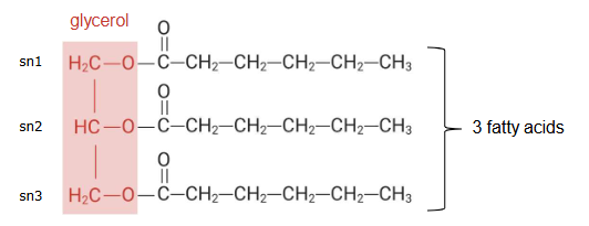 <ul><li><p>Three fatty acids linked via a glycerol molecule</p></li><li><p>Can be different fatty acids</p></li><li><p>Fat if solid at room temperature, oil if liquid at room temperature. </p></li><li><p>Vegetable oils are 100% triglycerides</p><p></p></li></ul><p></p>
