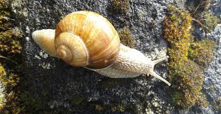 <p>Class Gastropods</p>