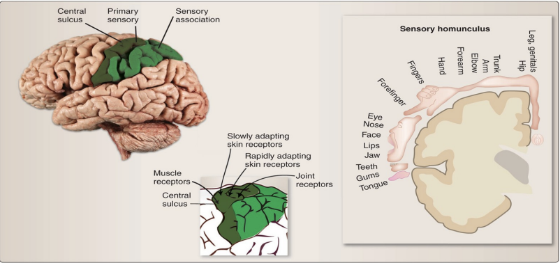 <ul><li><p>Pathway:</p><ol><li><p>Sensory info travels up the <strong>spinal cord</strong> (via posterior columns, spinothalamic & trigeminothalamic tracts).</p></li><li><p>It passes through the <strong>thalamus</strong> (a relay station).</p></li><li><p>Then travels through the <strong>internal capsule</strong>.</p></li><li><p>Finally reaches the <strong>postcentral gyrus</strong> (where the sensation is felt).</p></li></ol></li><li><p>Each side of the brain receives info from the <strong>opposite side</strong> of the body</p></li></ul><p></p>