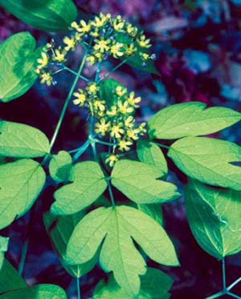 <p>blue cohosh</p>
