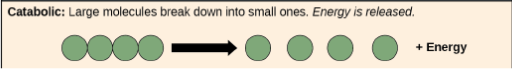 <p>process that break down larger molecules to smaller ones (requires energy)</p>