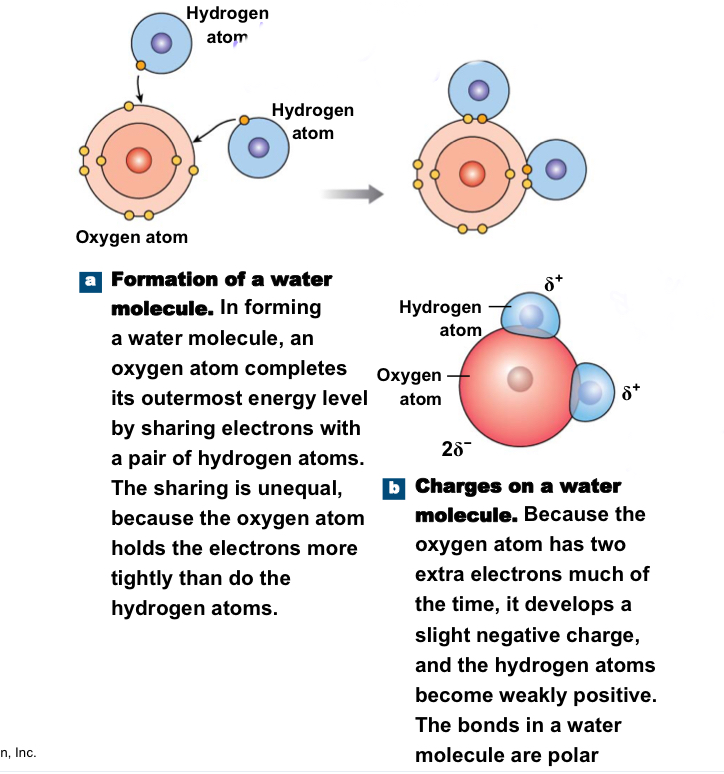 <p>Involve unequal sharing of electrons because one of the atoms involved in the bond has a disproportionately strong pull on the electrons; ex: water</p>