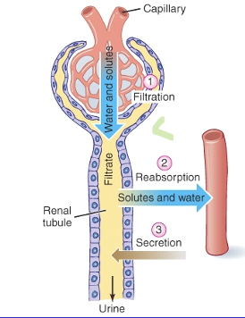 filtration: ultrafiltration, large molecules unable to pass through, primary urine, through tubule

reabsorption: solutes and water

secretion

amount excreted = filtered + secreted - reabsorbed

fenestrated capillary