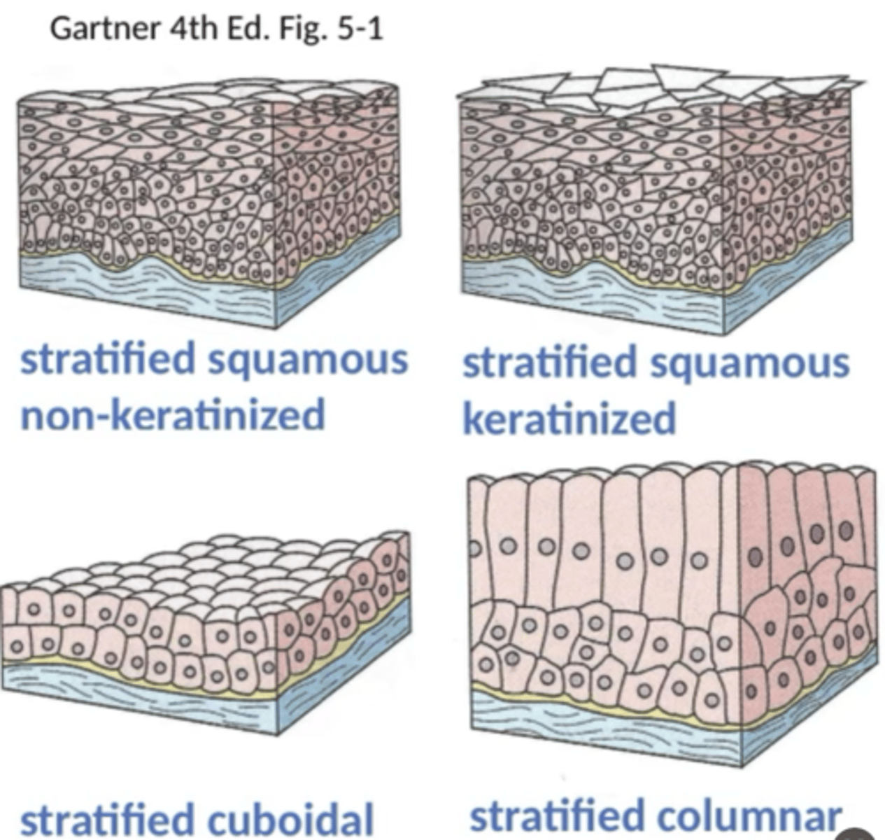 <p>1) Stratified squamous epithelium (keratinized or not)</p><p>2) Stratified cuboidal epithelium</p><p>3) Stratified columnar epithelium</p>