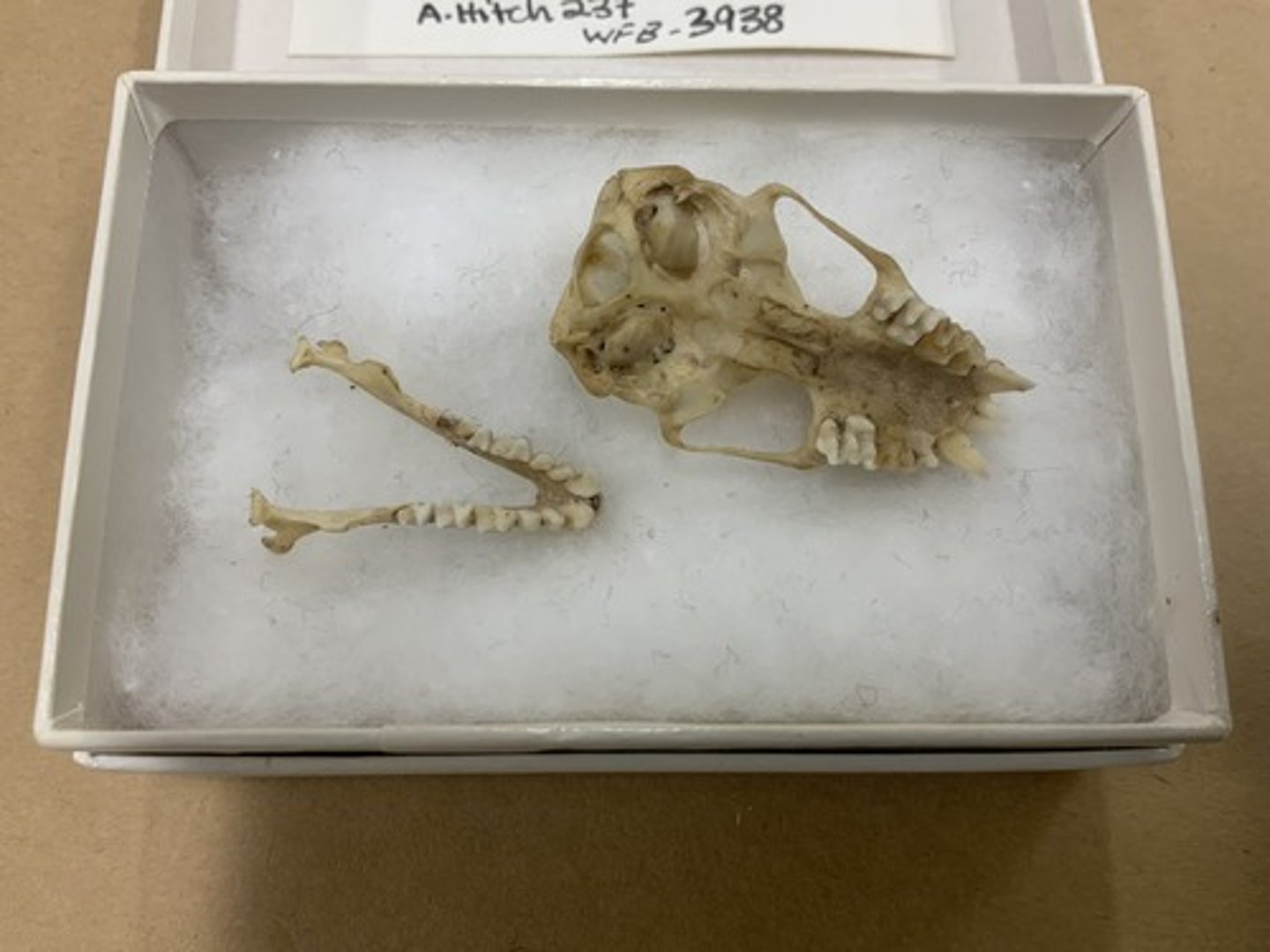 <p>Genus, species</p><p>-no split palate</p><p>-1/1 I</p>