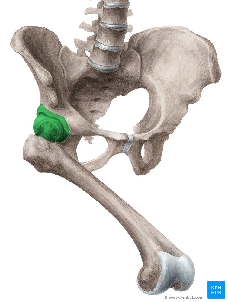 <p>Hip Joint (Pelvis &amp; Femur)</p>
