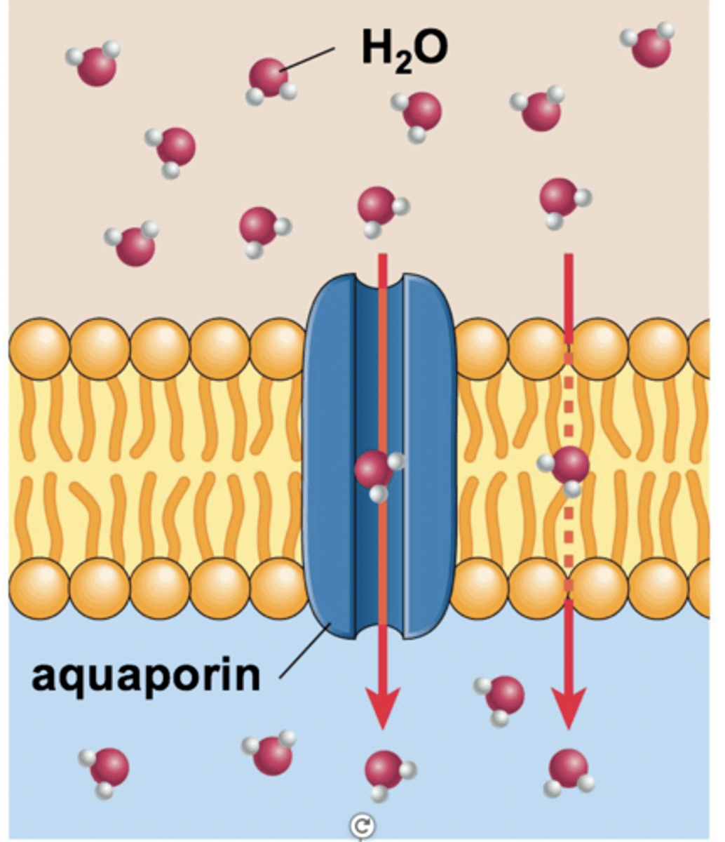<p>- Diffusion of water across a membrane.</p><p>- Is influenced by solutes (dissolved particles) in the water.</p><p>- (HIGH TO LOW concentration of water)</p>