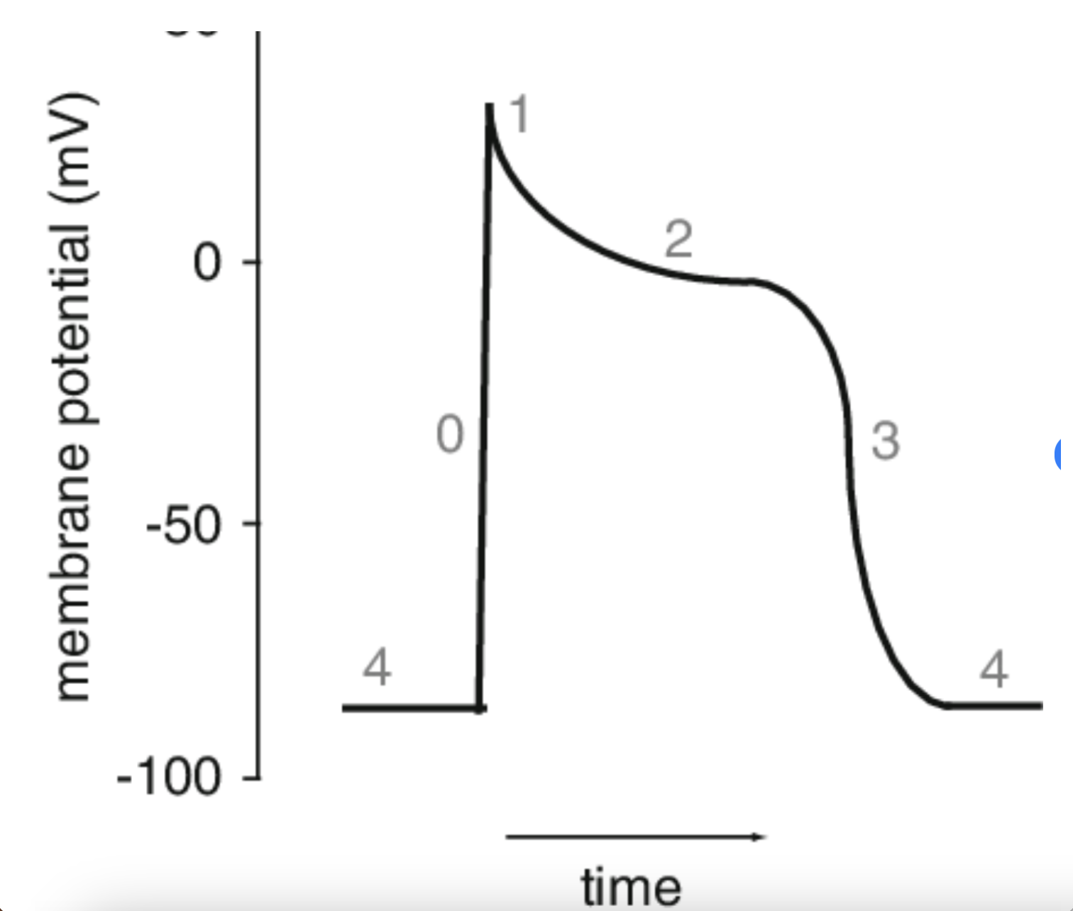 <p>At point 3, what is occurring?</p>