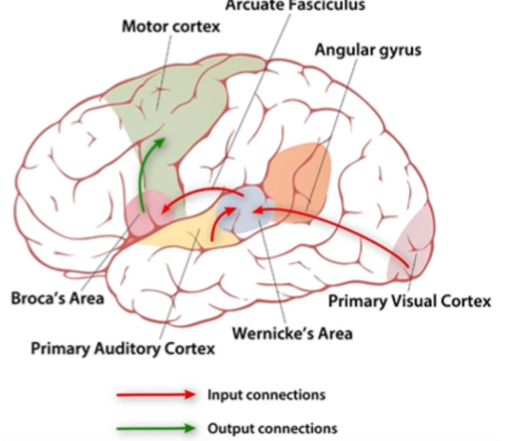 <ul><li><p style="text-align: justify;"><span>Where the <strong>Broca’s area</strong> interacts with the <strong>auditory association areas</strong> and the <strong>primary motor cortex</strong> for encoding</span></p></li><li><p style="text-align: justify;"><span>Process of changing the <strong>auditory program</strong> of the message <strong>into a motor program;</strong> i.e, a series of motor speech commands.</span></p></li><li><p style="text-align: justify;"><span>An <strong>auditory-motor transduce</strong>r; "read" the phonologic representation of the message and transduces it into a series of motor speech representations incorporating both phonologic and prosodic features.</span></p><ul><li><p style="text-align: justify;"><span>Change from auditory to something motoric</span></p></li></ul></li><li><p style="text-align: justify;"><span><strong>Before saying, you have to have a plan</strong></span></p><ul><li><p style="text-align: justify;"><span>Change to a program, a command</span></p></li></ul></li><li><p style="text-align: justify;"><span>Up until this process, <strong>all of them are linguistic. After SP1, it becomes post-linguistic.</strong></span></p></li></ul><p></p>