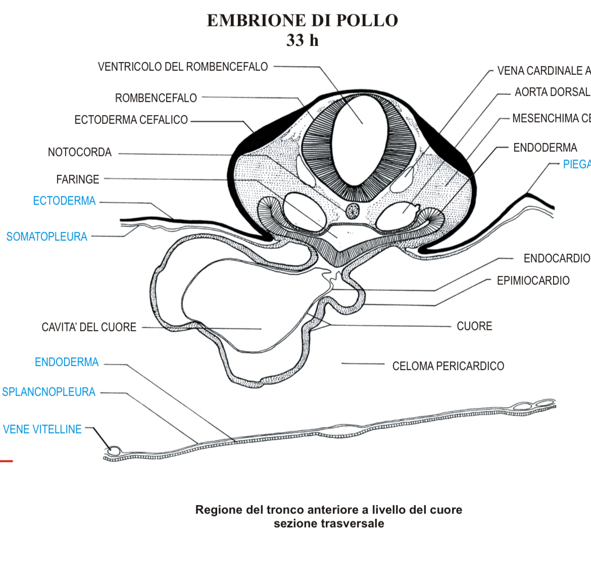 <p>Embrione pollo 33h </p><p>Sezione a lvl cuore</p>