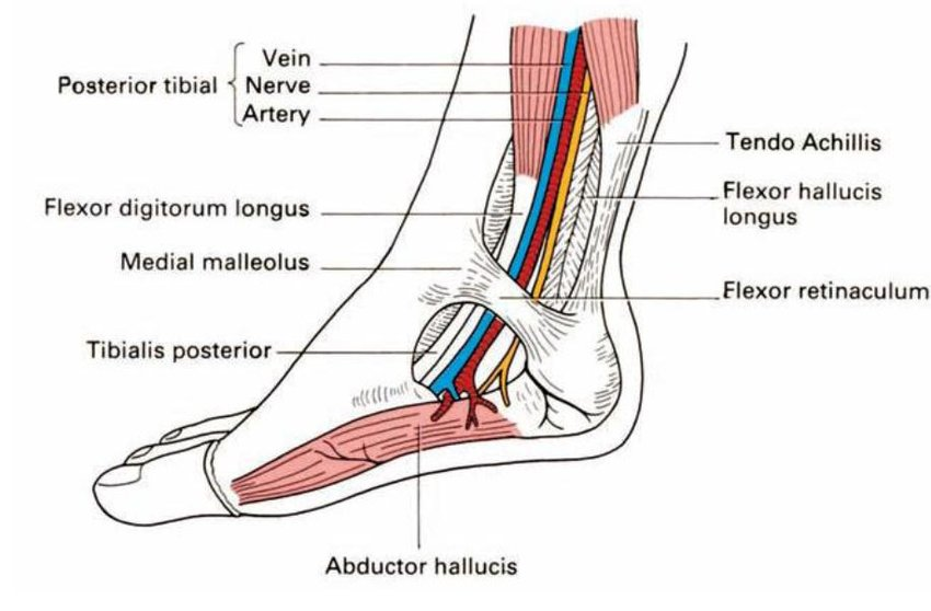 <p>Posterior Tibial Artery</p>