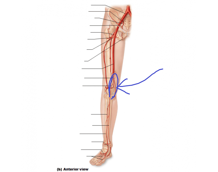 <p>the femoral artery is called this once it reaches the knee area and goes to the posterior side</p>