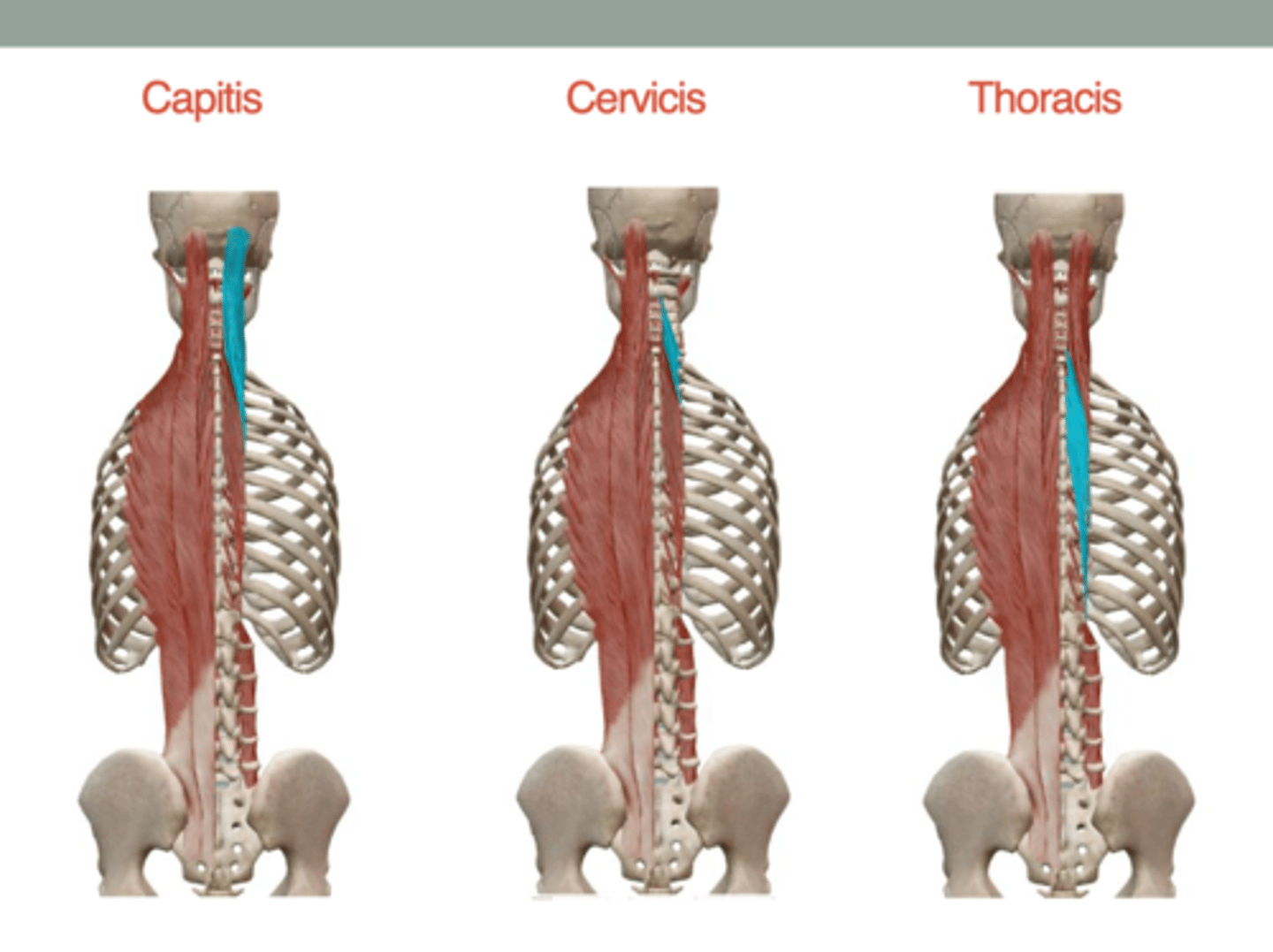 <p>capitis: occipitial bone</p><p>cervicis: spinous process of C1-5</p><p>thoracis: spinous process of c6-c7 and t1-t4</p>