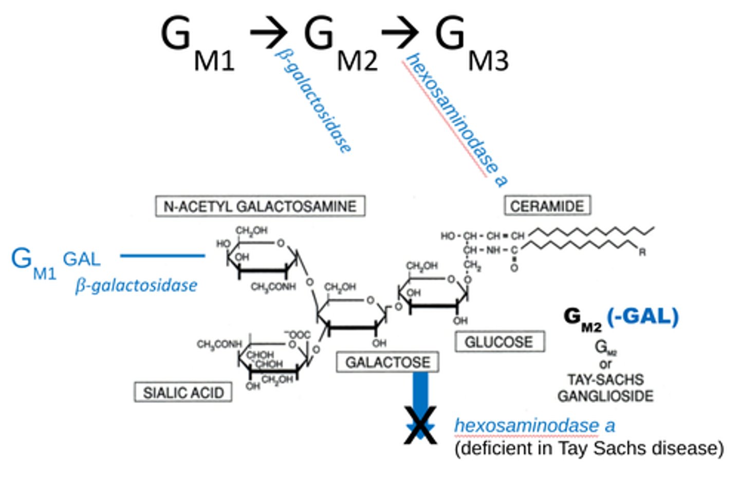 <p>1. β−galactosidase removes galactose from GM1-GAL ganglioside to make GM2</p><p>2. hexoaminodase a removes terminal N-acetyl hexosamines from GM2 to make GM3, BUT, those w/ Tay-Sach's lack this</p>