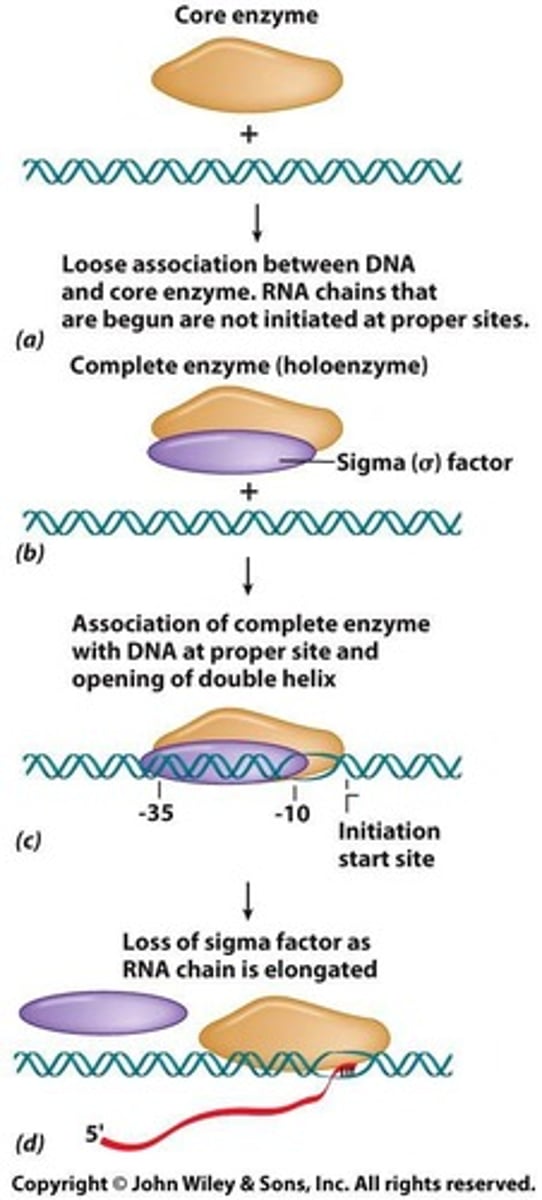 <p>DNA region where RNA polymerase binds.</p>