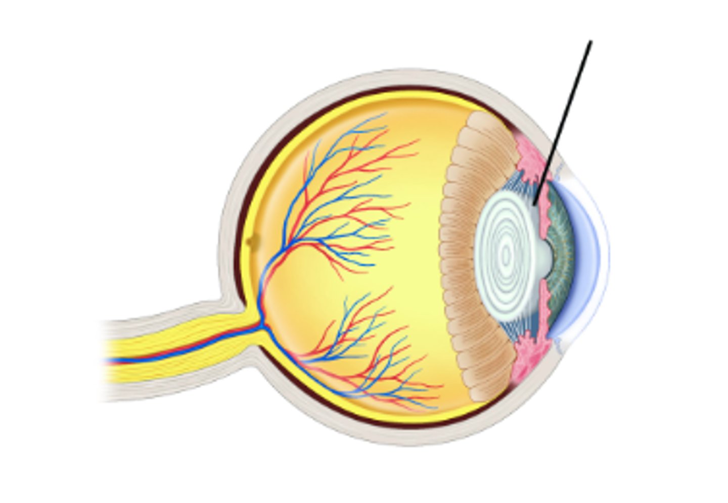 <p>Identify structure. (space)</p>