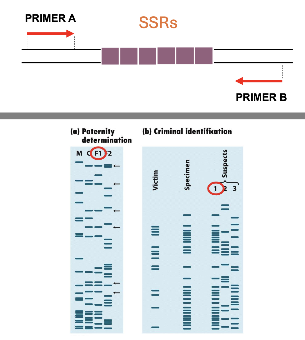 <ul><li><p>SSRs can be amplified by PCR ( or studied by southern blot)</p></li><li><p>the n° of repeats is determined by high res gel electrophoresis&nbsp;</p></li></ul><p></p>