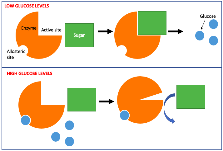 <p>it helps regulate metabolism</p><p>so the product of a reaction is a noncompetitive inhibitor for the same reaction </p><p>because it already happened so it doesn’t need to happen again</p>