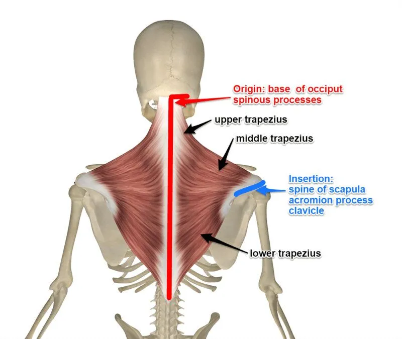 <p>Origin: Medial 1/3 of superior nuchal line; spinous process C7-T12</p><p>Insertion: Lateral 1/3 of clavicle; acromion; spine of scapula </p><p>Innervation: Spinal accessory n. </p>