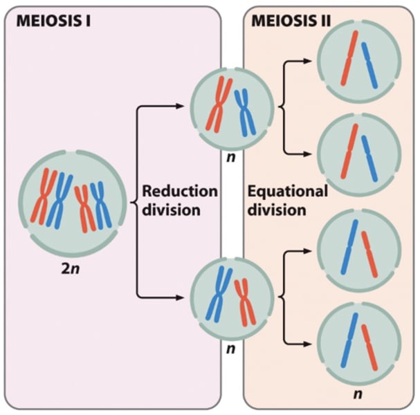 <p>What happens during meiosis I?</p>
