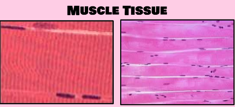 <p>What is this tissue?</p>