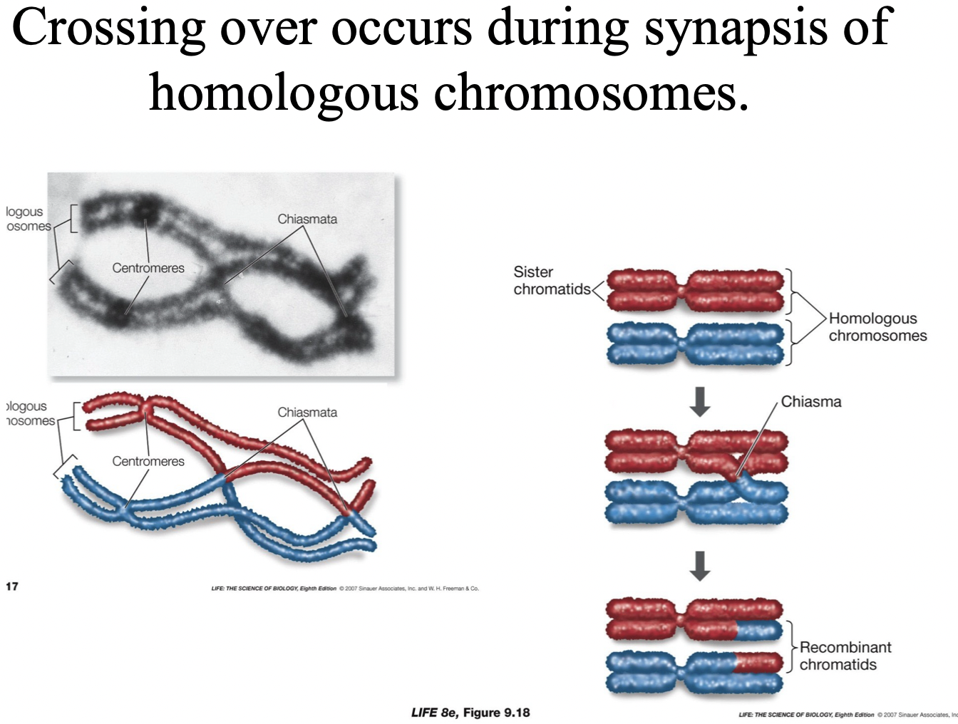 <ul><li><p>DNA beings to compact</p></li><li><p>Synapsis: pairing of homologous chromosomes</p></li><li><p>Chiasma form; crossing over</p></li><li><p>Yields 2 recombinant chromatids</p></li></ul>