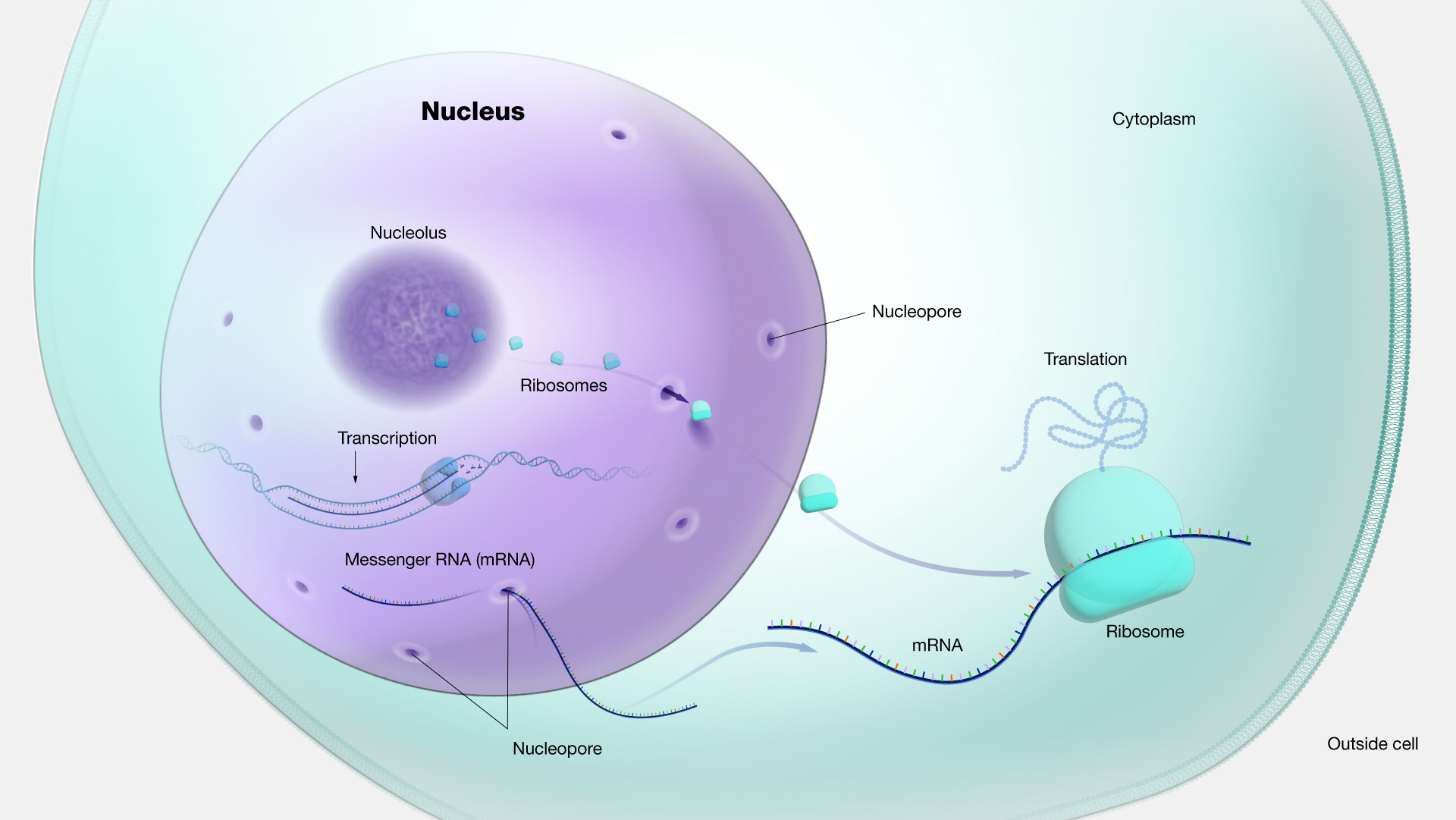 <p><span>DNA replication, transcription, and RNA processing all take place within the nucleus.</span></p>