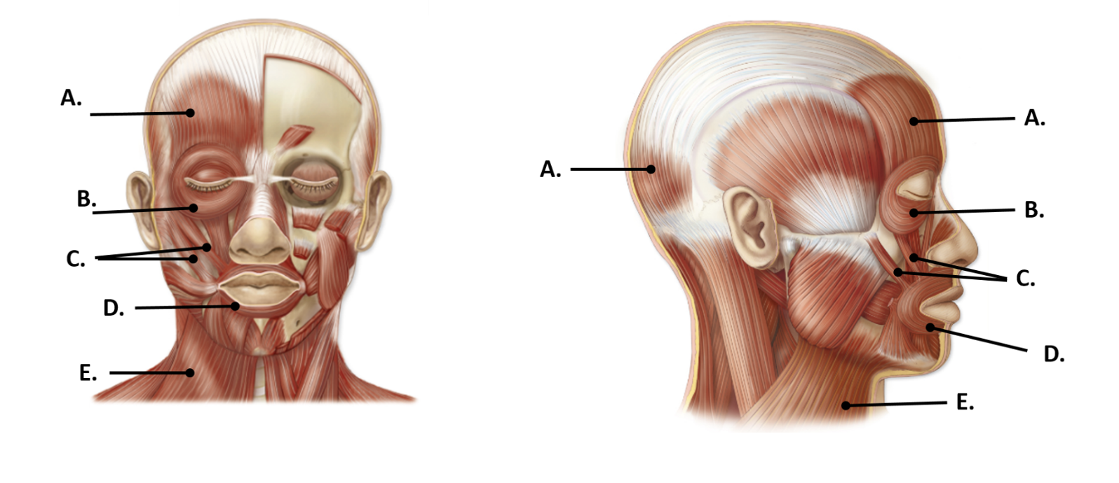 <p>A; covers forehead</p>