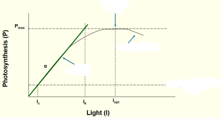 <p>What does it mean when photoinhibiton occurs?</p>