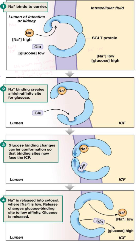 <p>Na+ linked glucose transport </p><p>Na+ ions must be present too transport glucose through this carrier protein </p><p>indirect secondary transport </p><p>kidney and intestines </p>