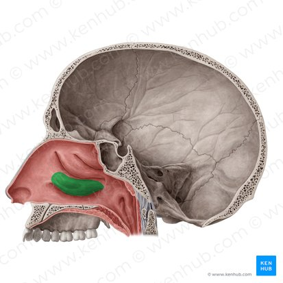 <p>what facial bone is this </p>