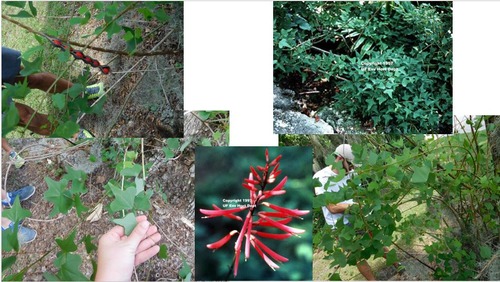 Family: Fabaceae 
Common: coral bean, Cherokee bean
Range: Native to SE, W to TX, S to Mexico
Habitat: Upland coastal mesic sites. Well-drained sandy soils, some flatwoods.
Height: Up to 30ft
Growth habit: shrubby, multistem, trailing. 
Bark: Stem armed with stems 
Persistence: Perennial. Deciduous stems green with spines.
Leaves: Compound trifoliate & alternate, deltoid shaped, entire margins with lobes near apex, pinnate venation. Dark green glabrous. Spines on petioles. Pulvini on leaflet.
Flowers/fruits: huge, bright red raceme, legumes in expanding pods. Toxic.
Other: Armed stem, planted as an ornamental.
TOl: mod shade, mod drought, low flood, freezes but comes back