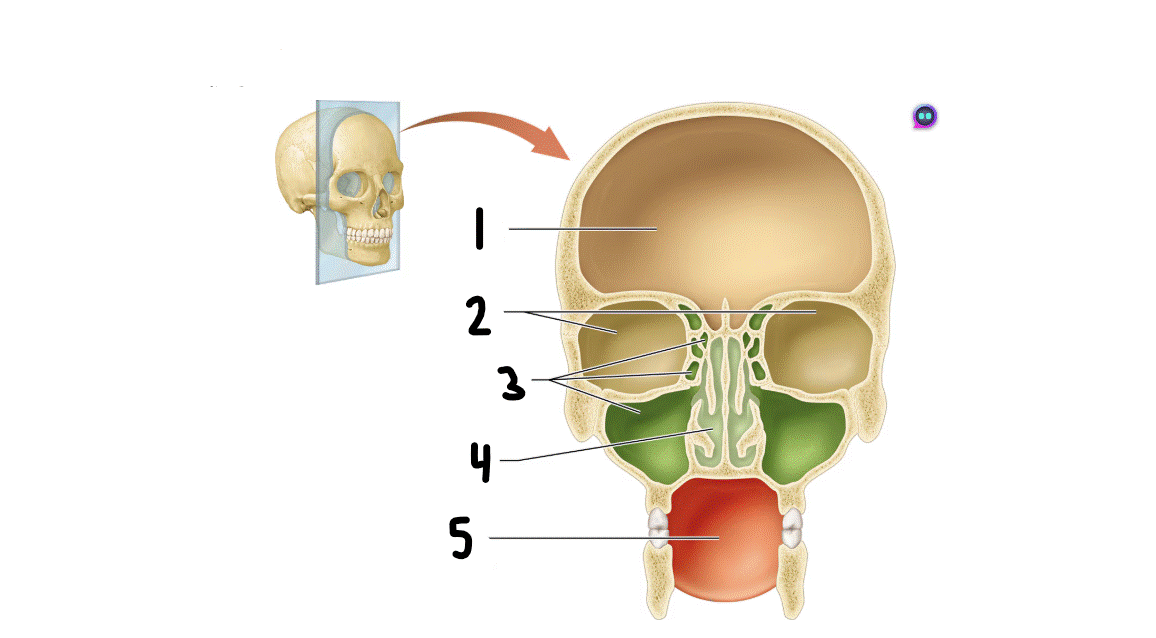 <p>identify #1</p>