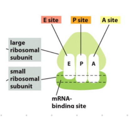 <p> has a small subunit (decodes mRNA) </p><p>large subunit (forms peptide bonds)</p><p>mRNA binding site</p><p>A, E, P site</p>