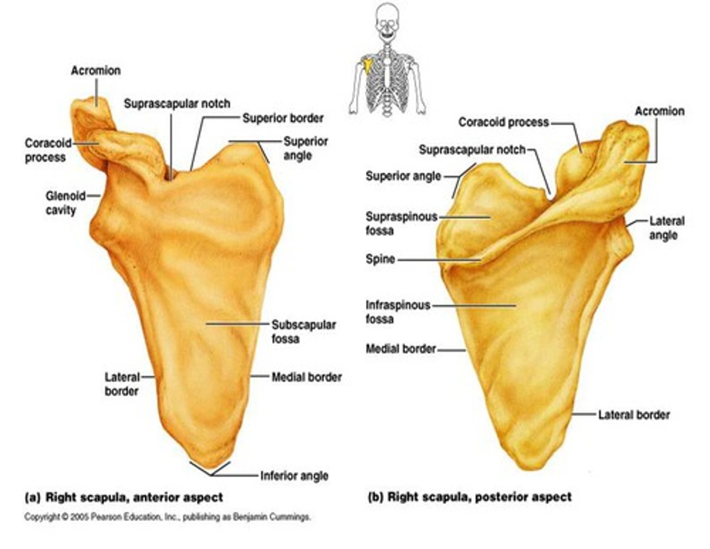 <p>spine, acromion, coracoid process, glenoid cavity, suprascapular notch, superior/lateral/medial borders, supraspinous fossa, superior angle, inferior angle</p>