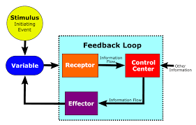 <p>variable, stimulus, receptor, input, control center, output, effector</p>