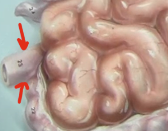 <p>place where feces stored</p>