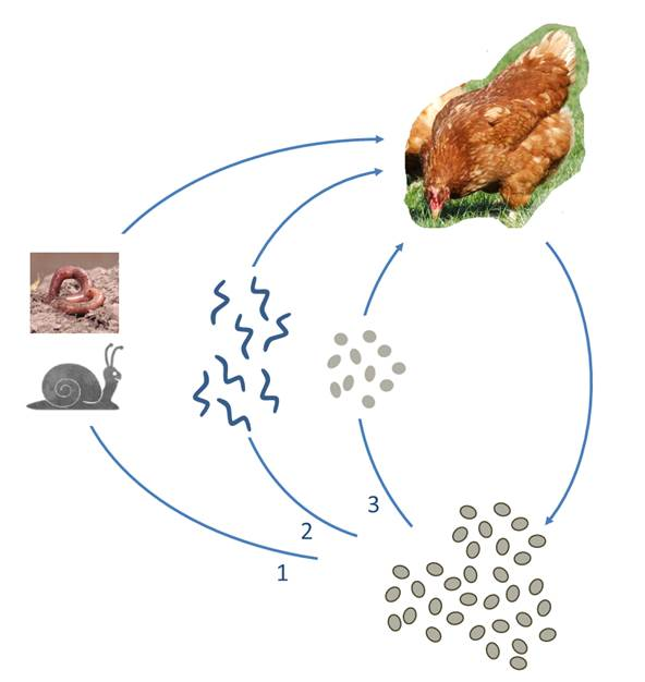 <p>life cycle of?</p>