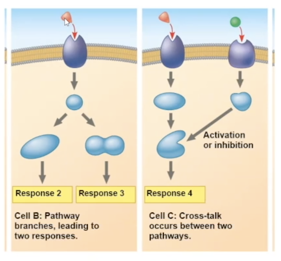 <p>there are many different response paths that&nbsp;a binding can cause. </p><ul><li><p>One pathway can fork off into two different responses</p></li><li><p>2 different signaling molecules pathways can communicate, and create a unique response</p></li></ul><p></p>