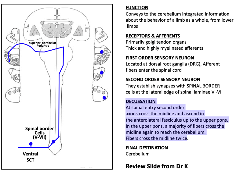 <p>walk through the anterior spinocerebellat tract (VSC)</p>