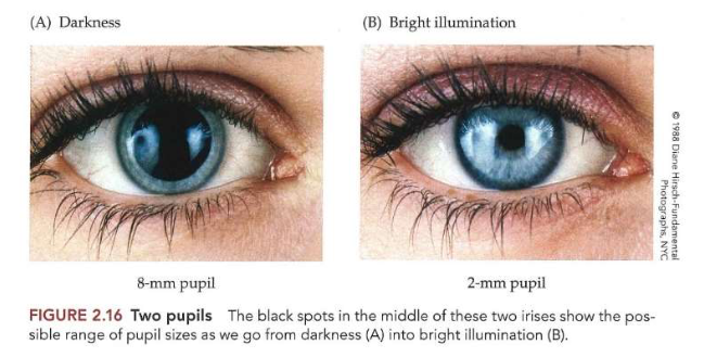 <ul><li><p>zaklamp in iemands oog schijnen in slecht verlichte kamer → pupil vernauwt snel</p></li><li><p>diameter van pupil: kan variëren met factor 4</p><ul><li><p>bij helder licht: 2mm</p></li><li><p>in het donker: 8mm</p></li></ul></li><li><p>hoeveelheid licht in oog dat binnenkomt is evenredig met oppervlakte van pupil</p><ul><li><p>=> viervoudige vergroting van diameter zorgt voor 16-voudige toename van hoeveelheid licht</p></li></ul></li><li><p>MAAR: pupilverwijding helpt slechts voor een deeltje (maar enkele seconden) → want aanpassing in donker duurt vele minuten</p><ul><li><p>dus: pupilgrootte is slechts klein onderdeel van totale vermogen van visuele systeem om zich aan te passen aan licht- &amp; donkeromstandigheden</p></li></ul></li></ul><p></p><p></p>