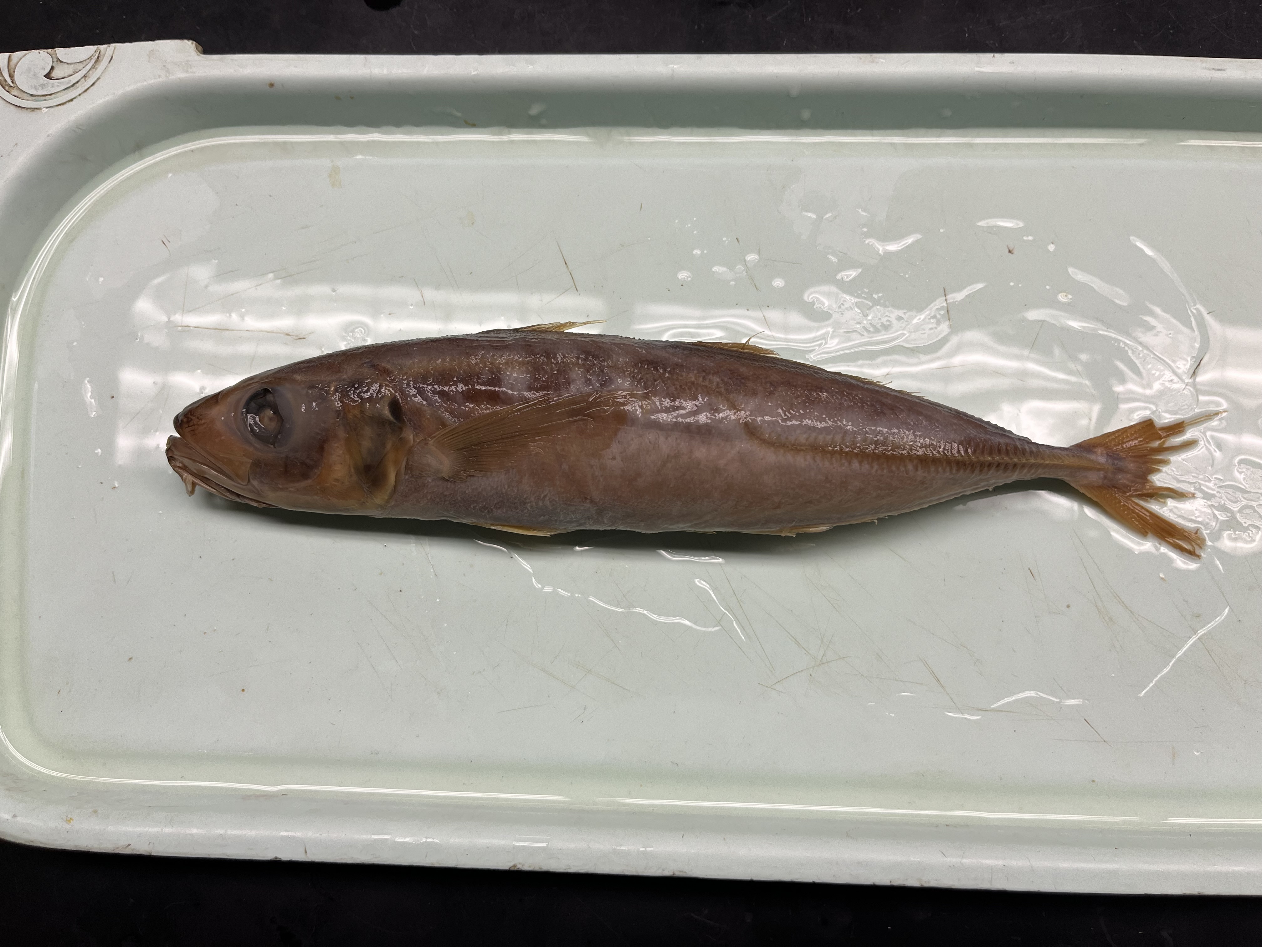 <p>Lateral line is deeply curved, stitch markings are along the end of the lateral line</p>