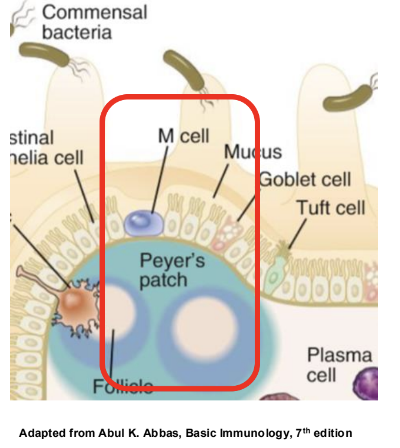 <ul><li><p><strong>M cells are microfold cells </strong><span style="color: green;"><strong>in the gut and airway</strong></span> that act like ‘security cameras’ constantly surveying for possible harmful infectious agents that could trigger the immune response.</p></li><li><p>Found in proximity of MALT </p></li><li><p>They are responsible for <strong><u>transporting </u></strong>antigens from the lumen to immune cells, facilitating the initiation of an immune response. </p></li></ul><p></p>