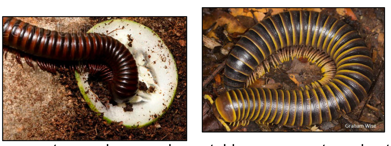 <p>What class do millipedes belong to?</p>