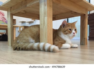 <p>고양이가 책상 어디에 있어요? </p>