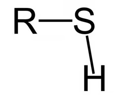 <p>SH</p><p>(like alcohols but with S instead of O)</p>